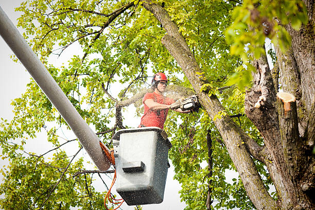 Trusted Santa Clara, OR Tree Removal Experts